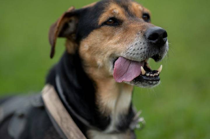 Prefeitura divulga resultado definitivo da seleção para o Conselho de Proteção e Bem-Estar Animal