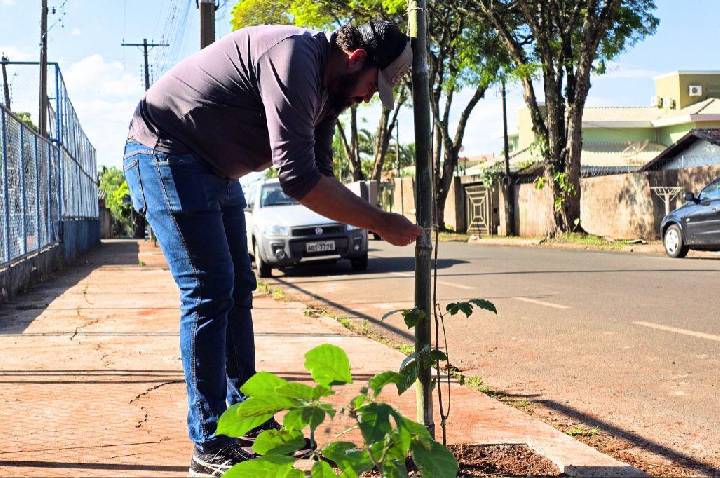 SEMMA REALIZA PLANTIO DE 18 IPÊS AMARELOS NA PRAÇA DA VILA OPERÁRIA
