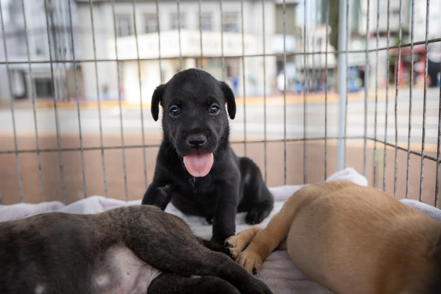 Centro de Saúde Animal realiza feira de adoção de cães na praça