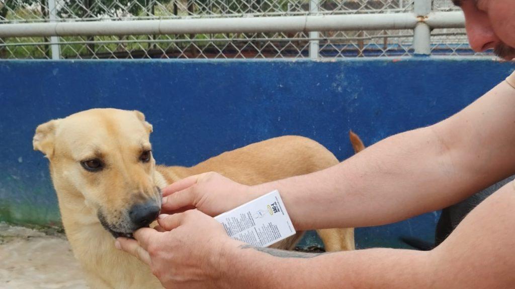 Animais do centro municipal de Saúde recebem tratamento contra carrapatos com medicamentos adquiridos pela Prefeitura de Apucarana