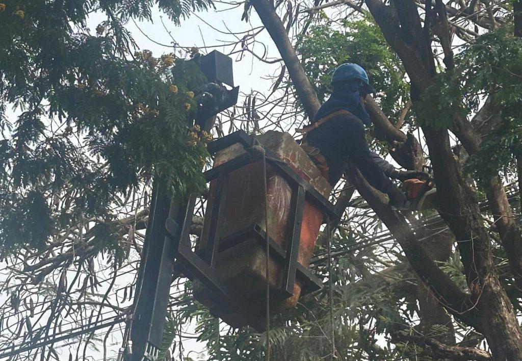 Poda de árvores melhora iluminação e segurança na entrada da cidade