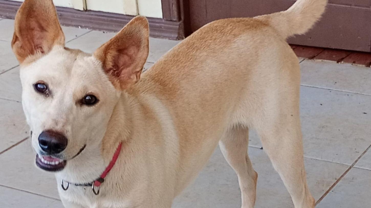 Prefeitura de Arapongas promove ações do Setembro Caramelo