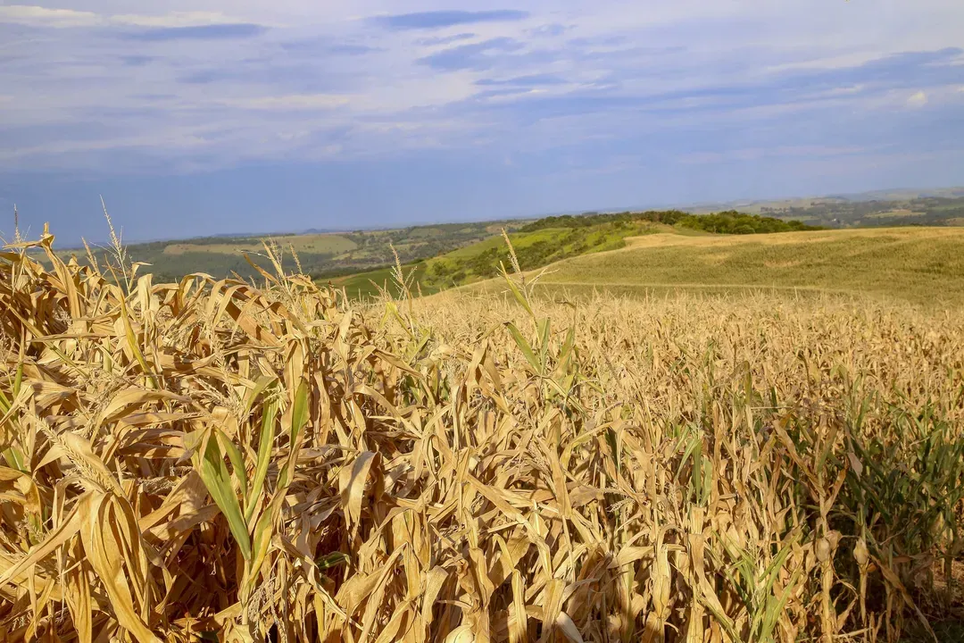 Seca se agrava no norte do Paraná, diz monitor da ANA