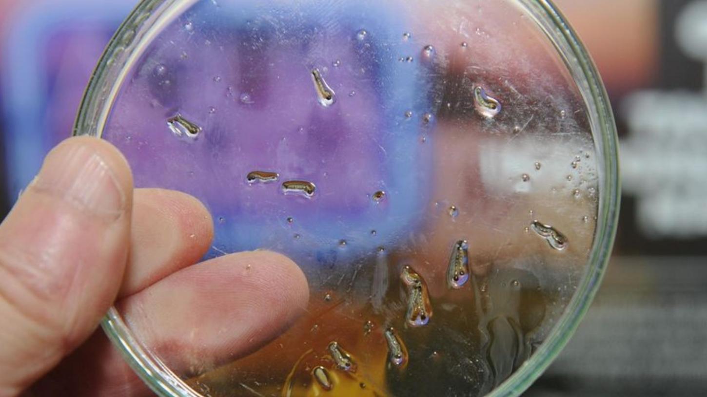 Arapongas mantém 1.405 casos confirmados de dengue e sete de chikungunya