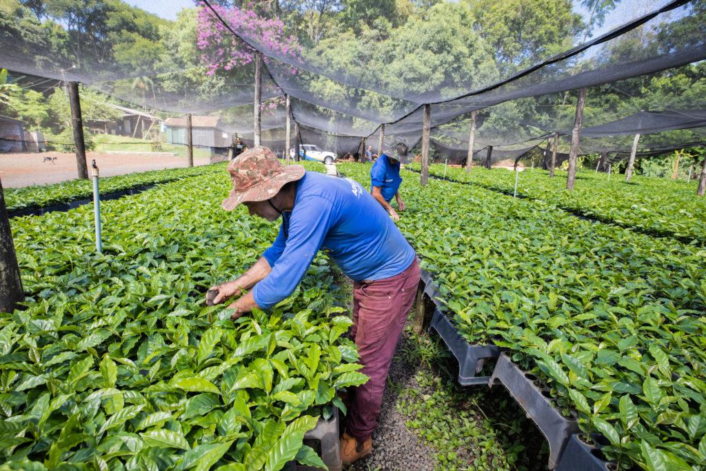 Apucarana vai entregar 130 mil mudas de café no primeiro repasse do ano