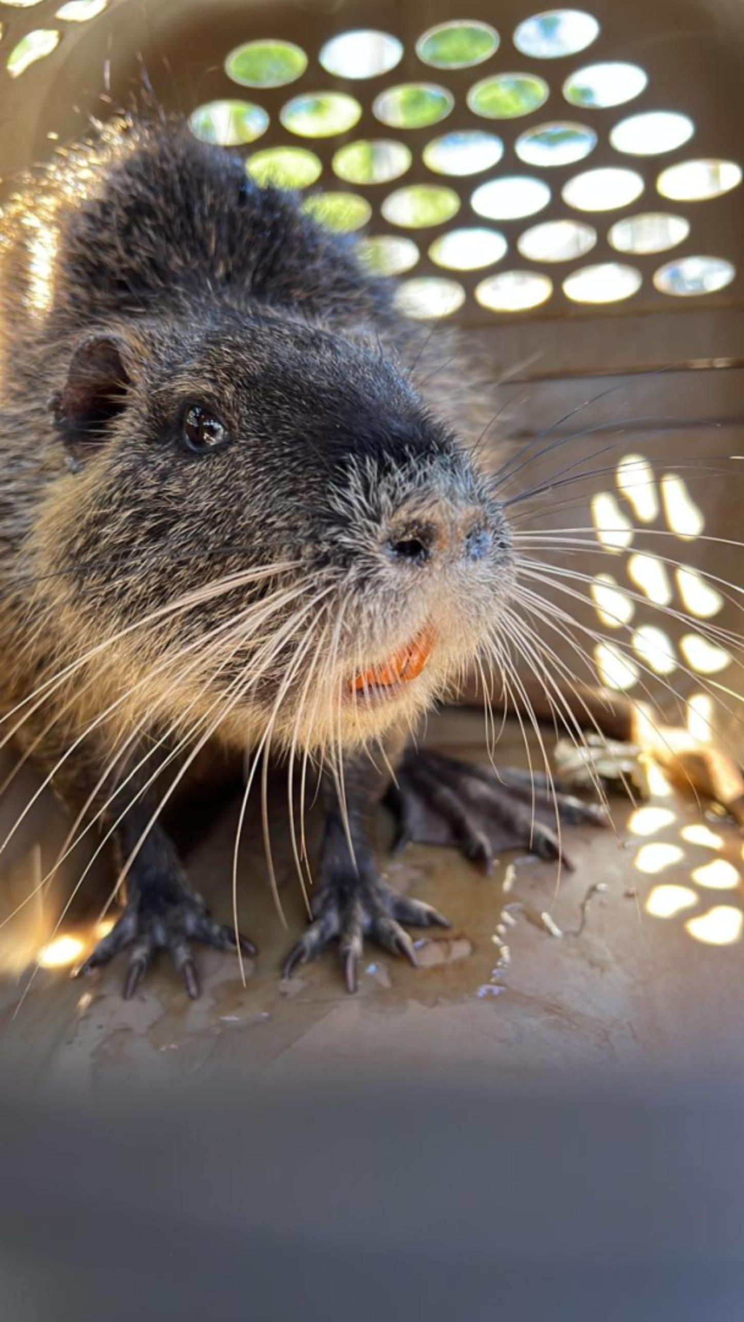 Arapongas promove captura de 446 animais silvestres em 2025