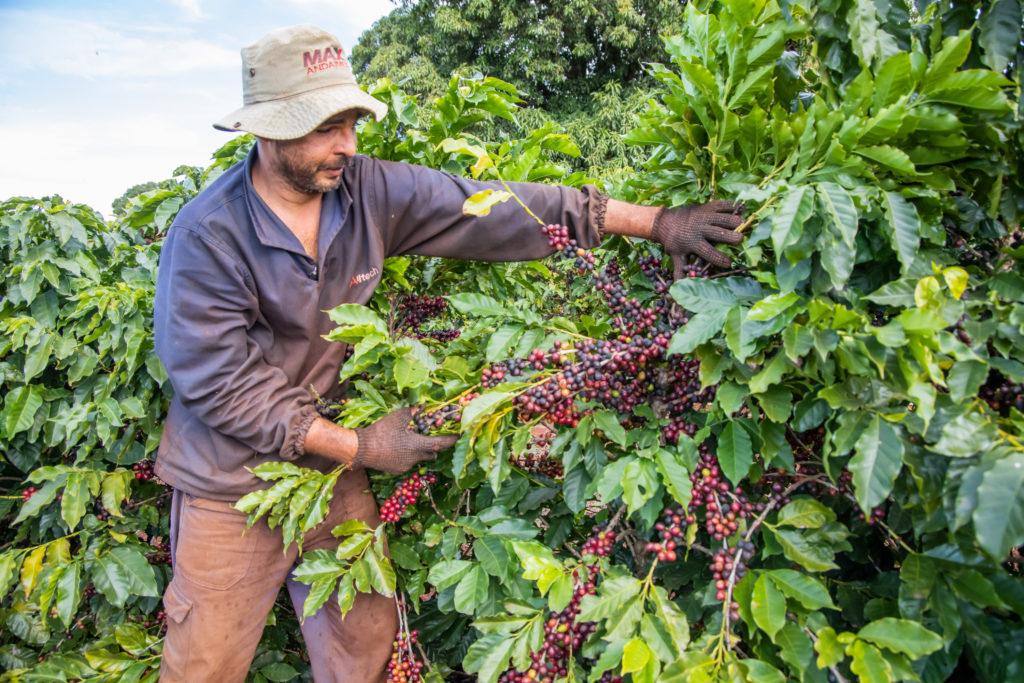 Café Serra de Apucarana conquista selo de indicação geográfica e amplia oportunidades para os produtores
