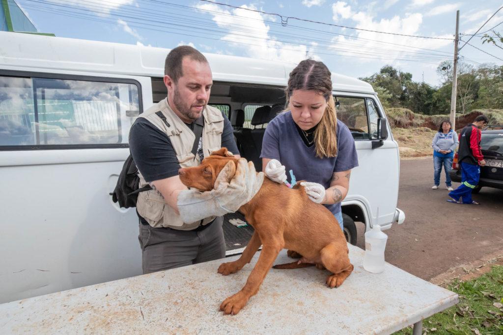 Prefeitura vai vacinar cães e gatos contra a raiva na Praça Rui Barbosa nesta quinta-feira