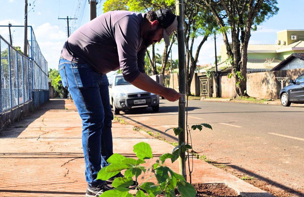 SEMMA REALIZA PLANTIO DE 18 IPÊS AMARELOS NA PRAÇA DA VILA OPERÁRIA