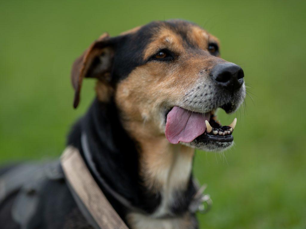 Prefeitura divulga resultado definitivo da seleção para o Conselho de Proteção e Bem-Estar Animal